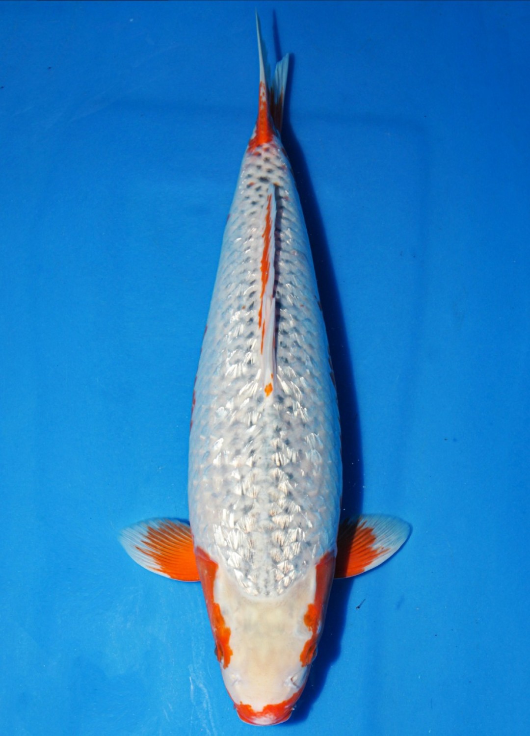 Juara 4