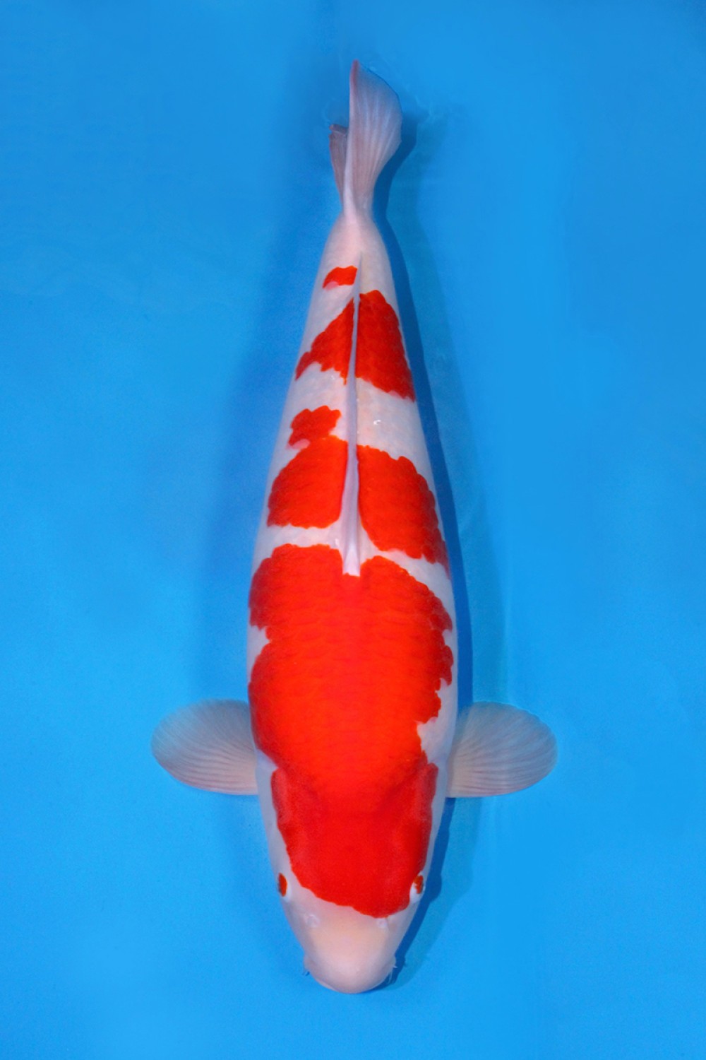 Juara 2