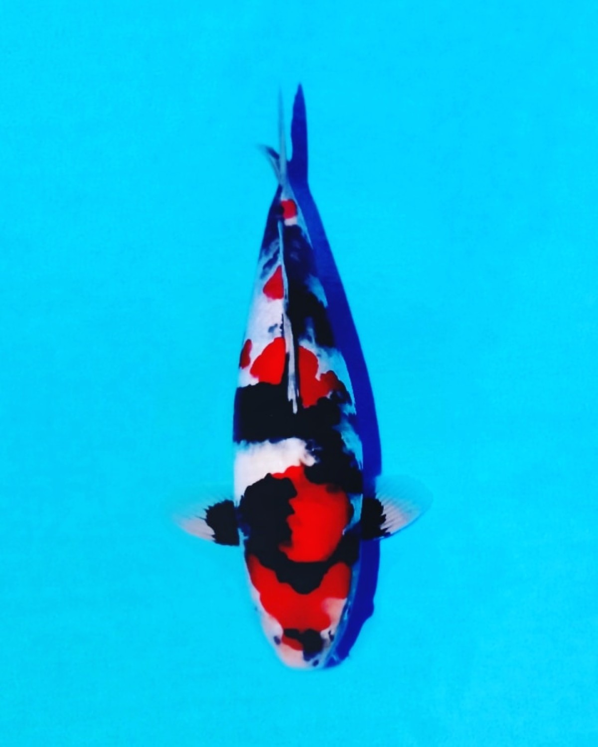 Juara 3