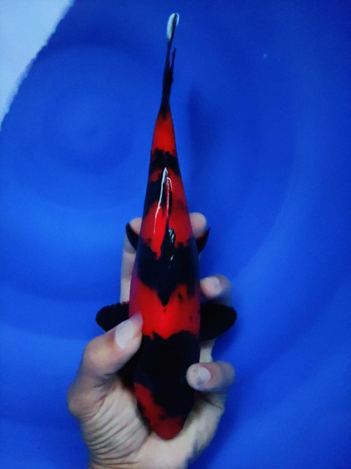 Juara 2