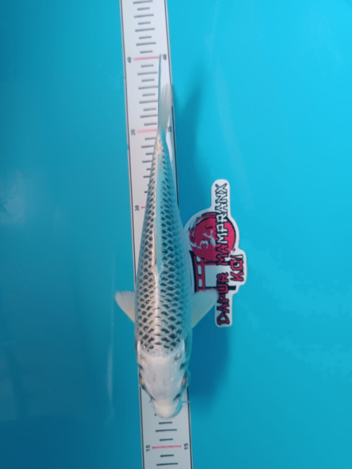 Juara 5