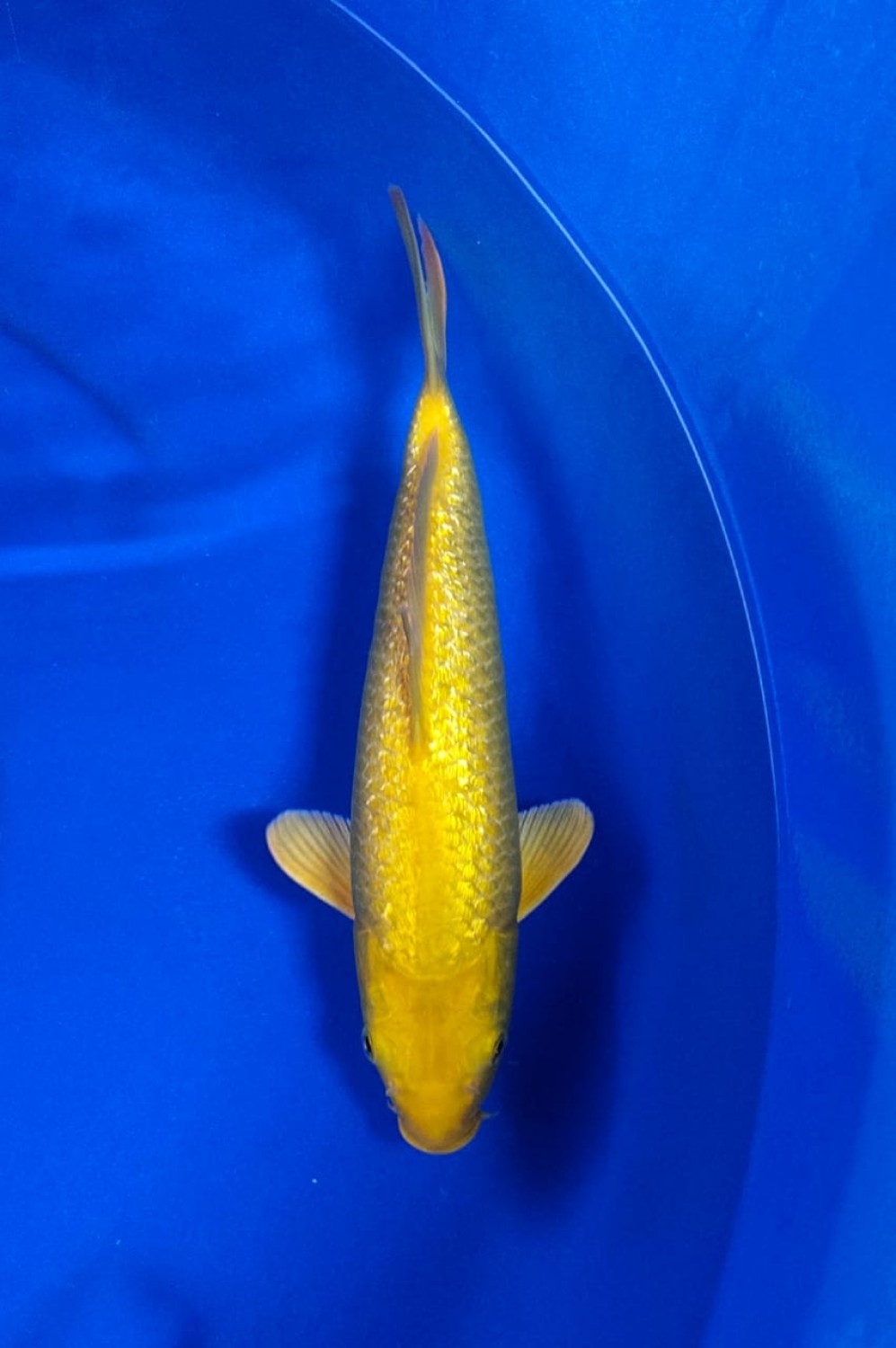 Juara 5