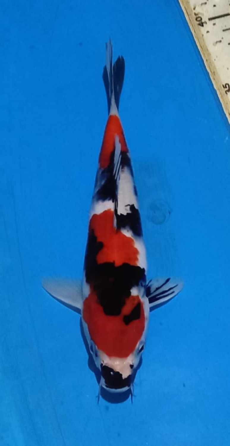 Juara 5