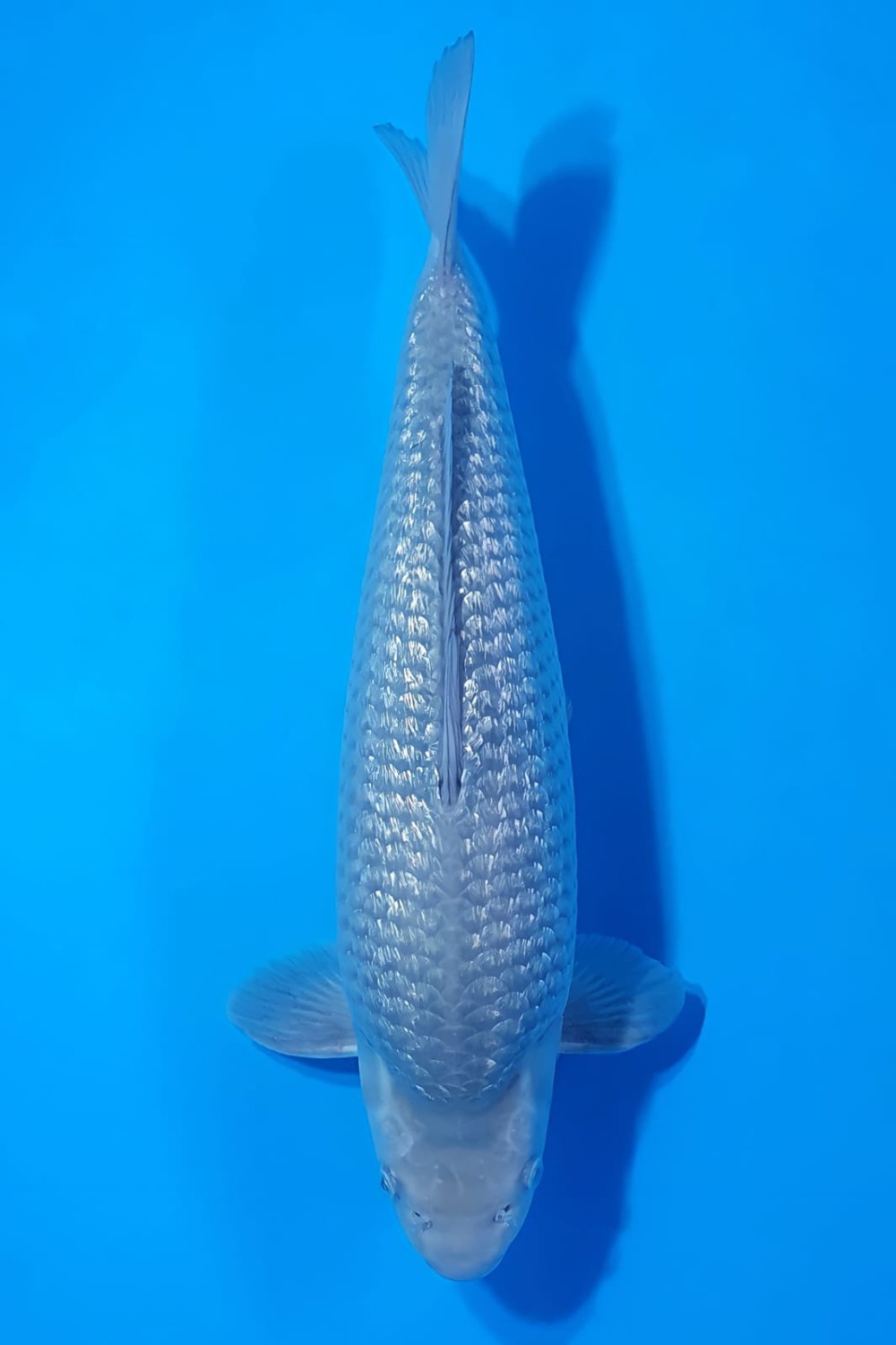 Juara 2