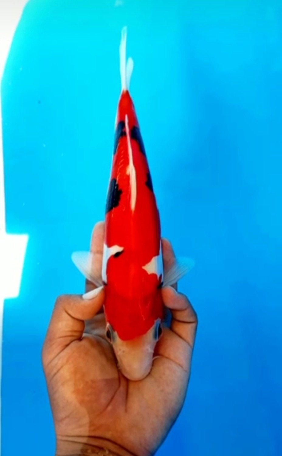 Juara 3
