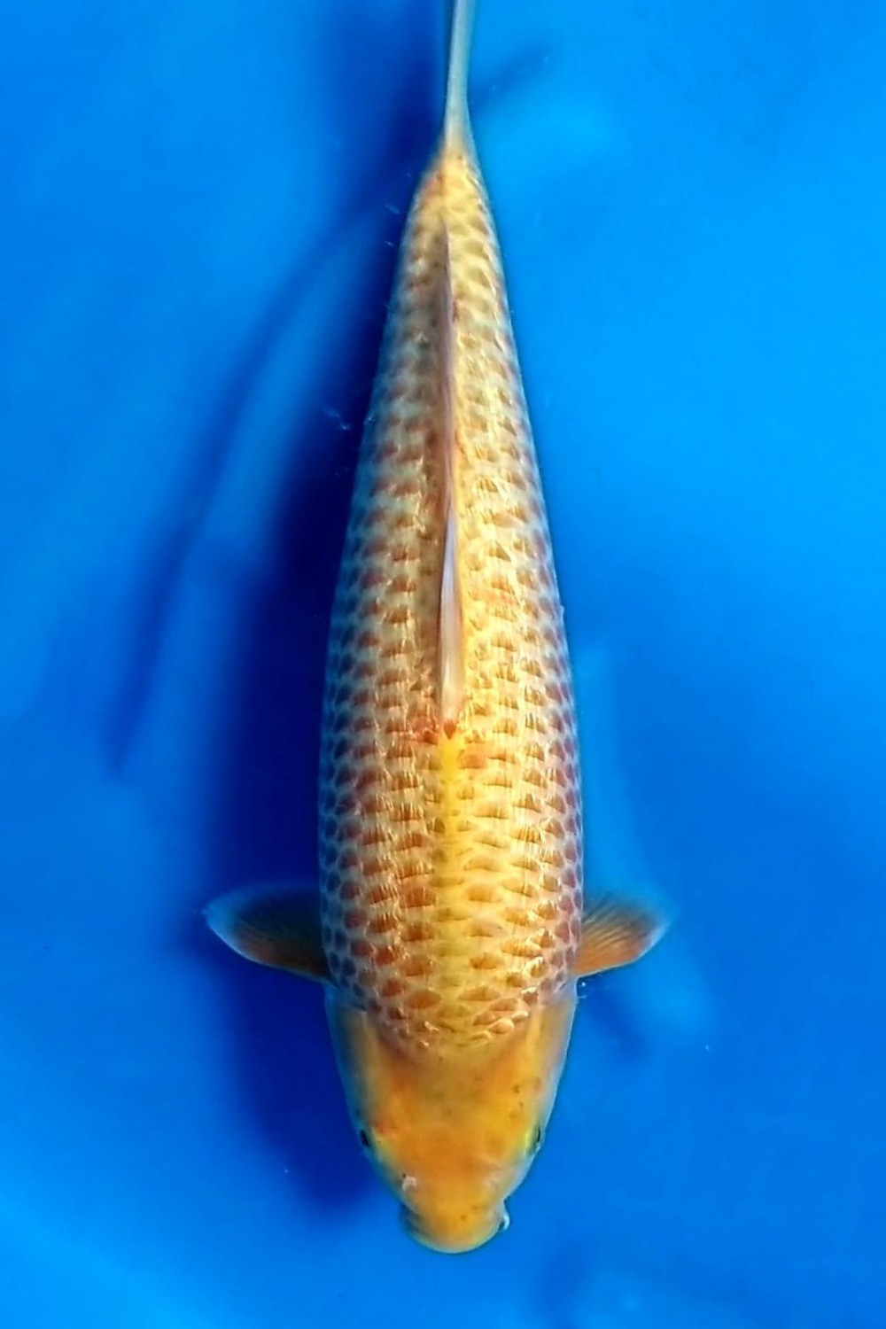 Juara 5