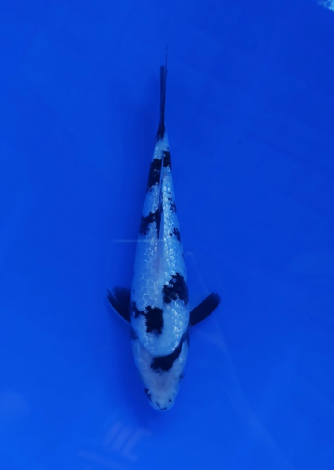 Best In Size C 16 - 20 cm