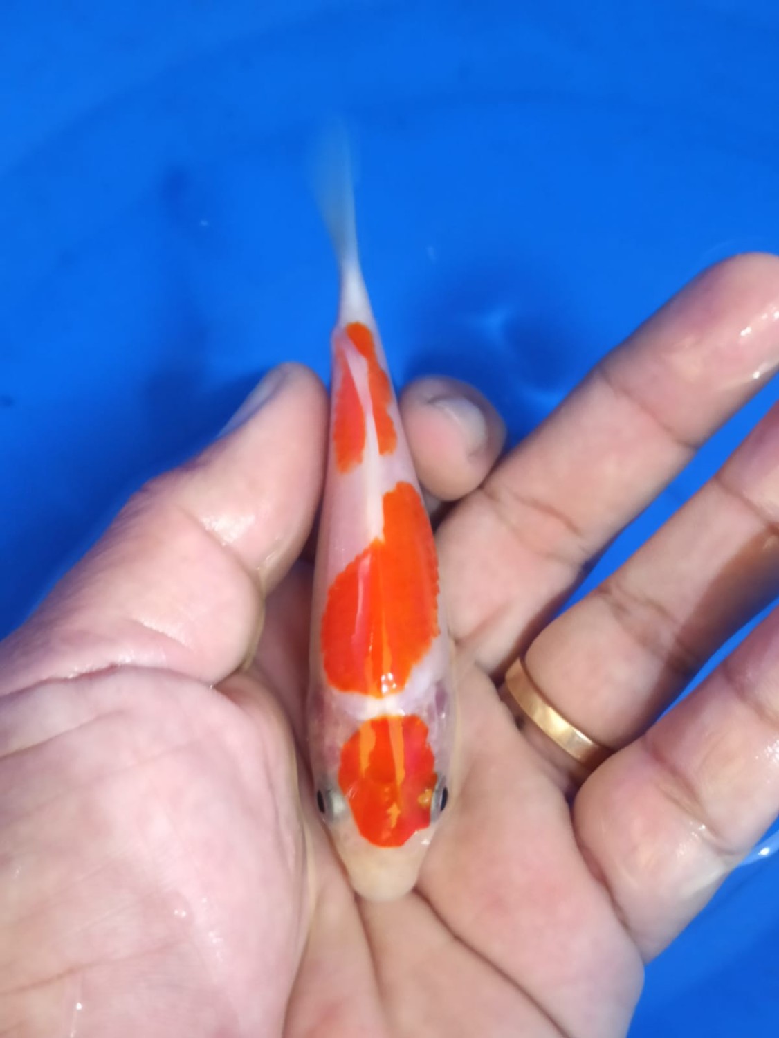 Juara 5