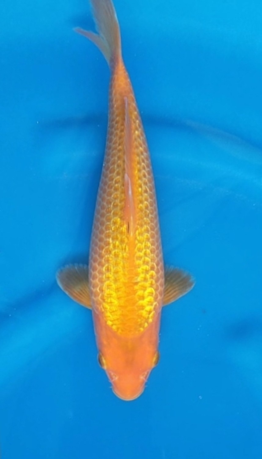 Juara 2