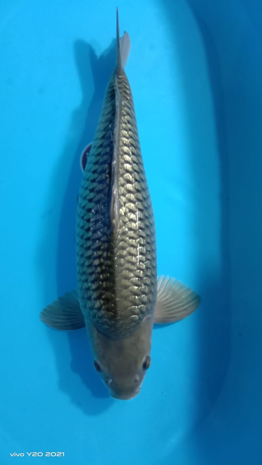 Juara 1