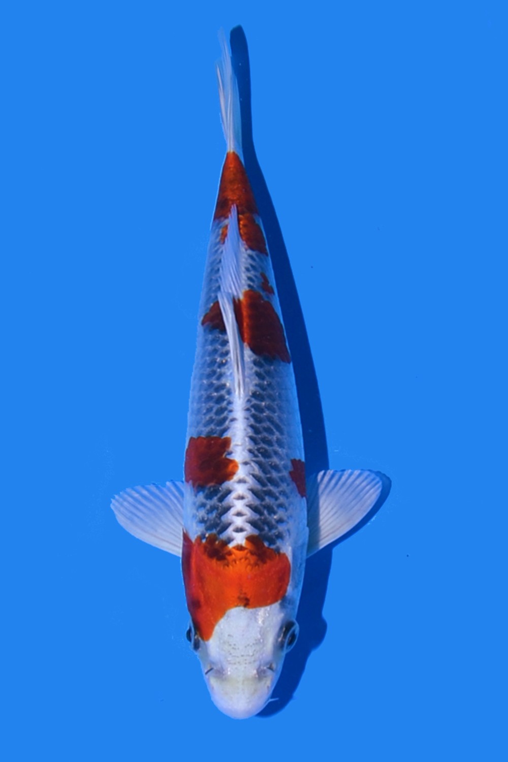 Juara 5