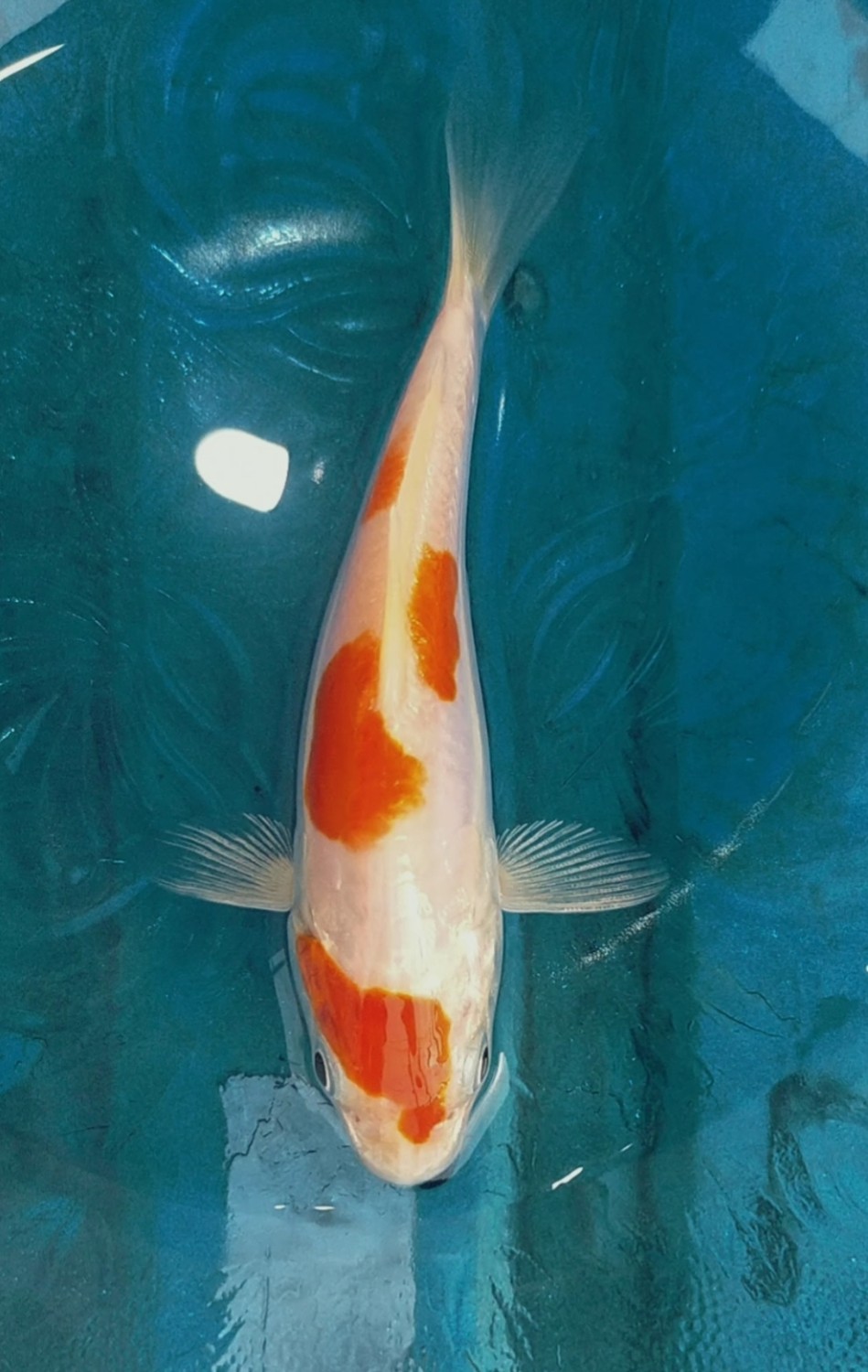 Juara 5
