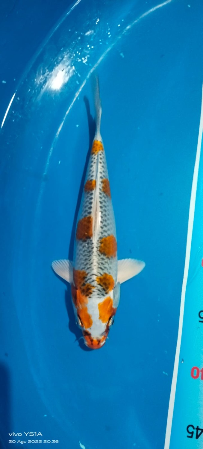 Juara 4