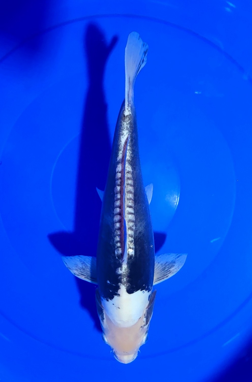 Juara 4