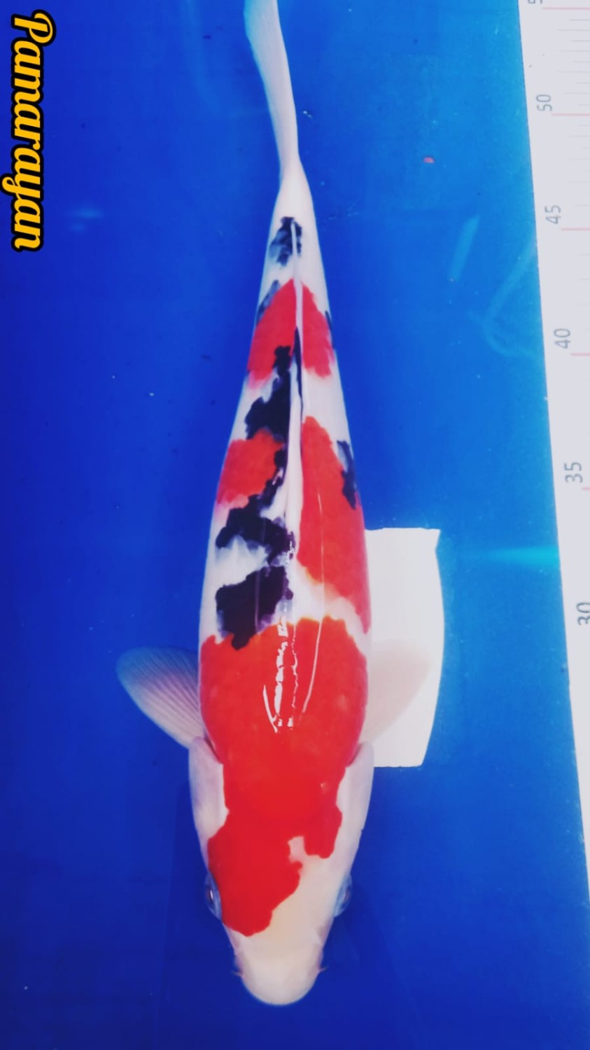 Juara 4