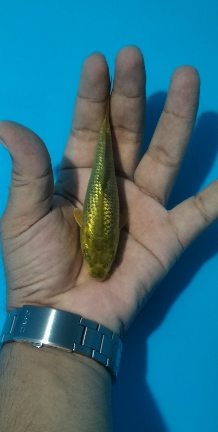 Juara 5