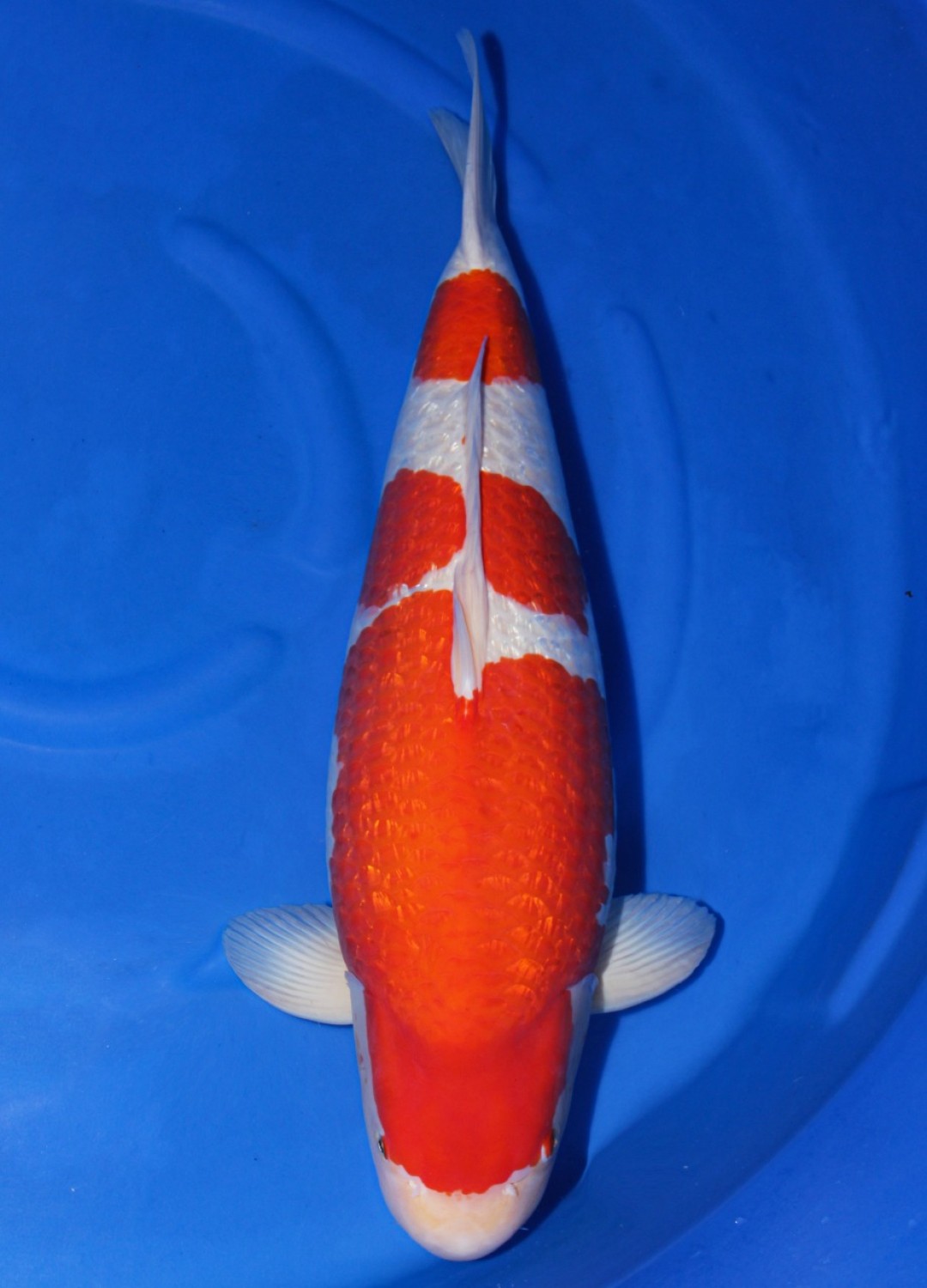 Best In Size B 66-70 cm