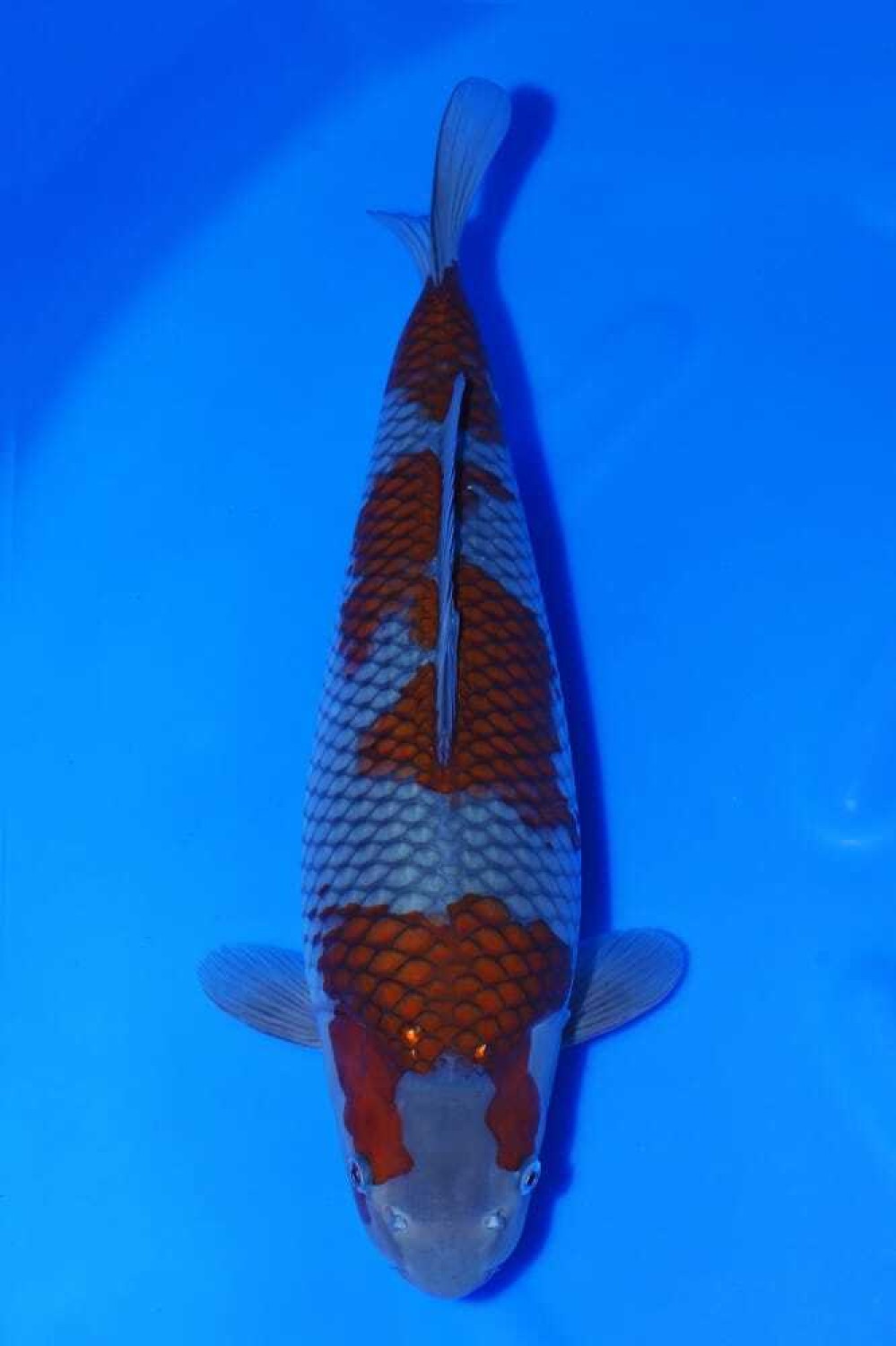 Juara 2
