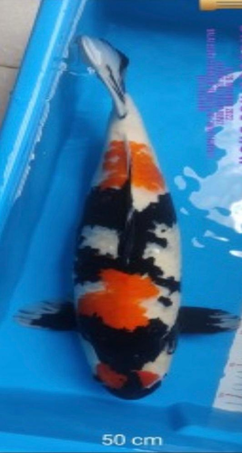 Juara 4