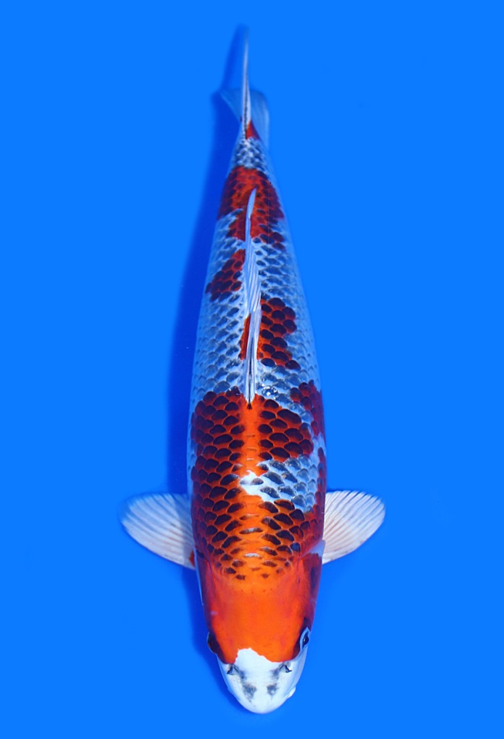 Juara 2