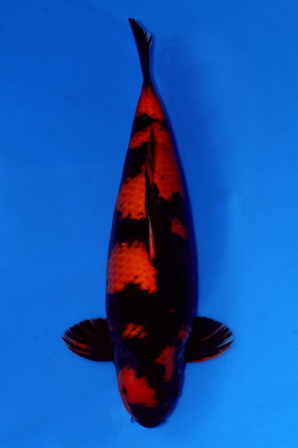 Juara 1