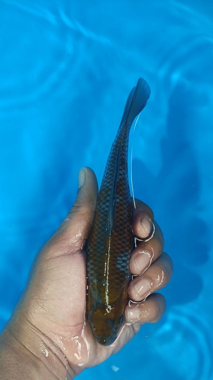 Juara 2