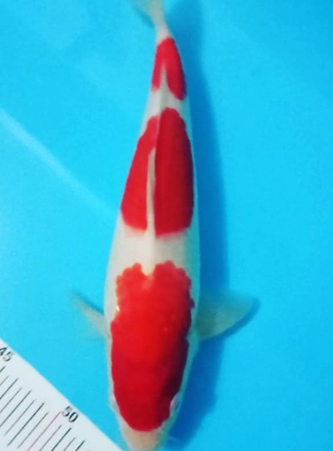 Juara 4