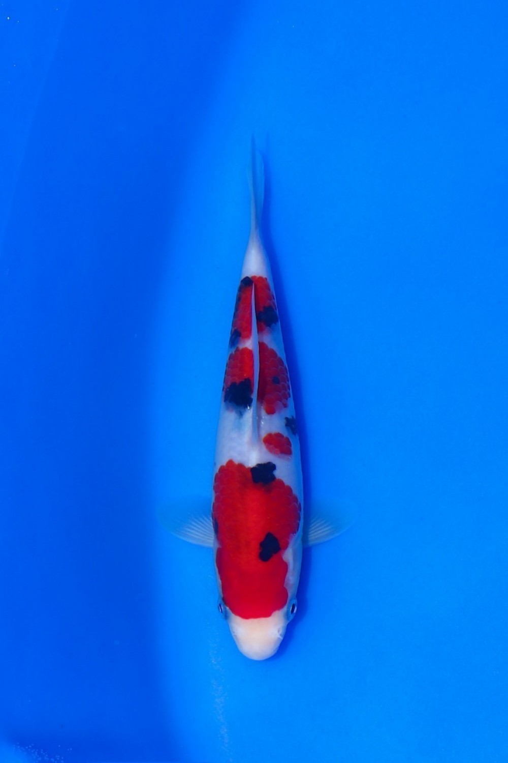Best In Size A 16 - 20 cm