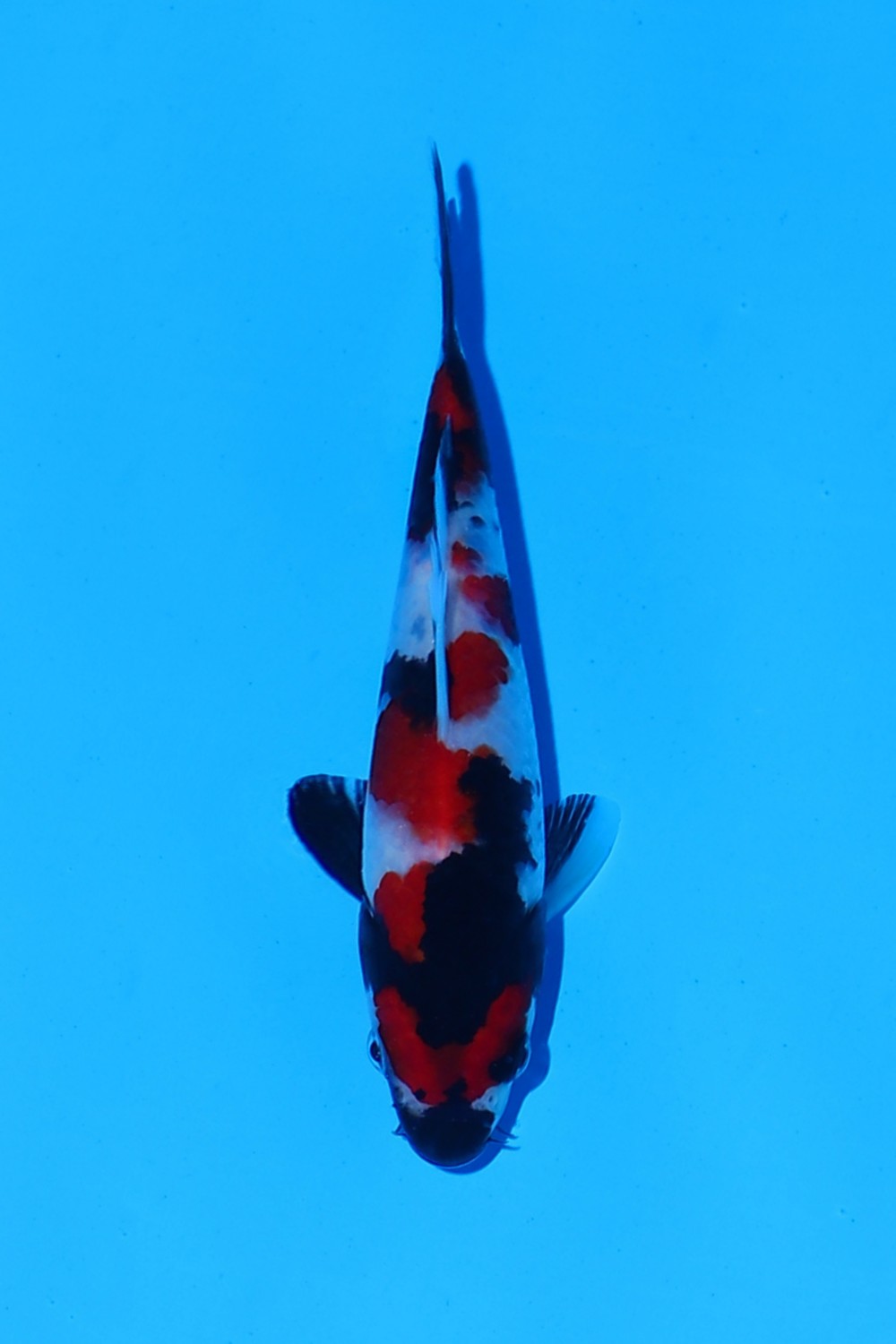 Juara 1
