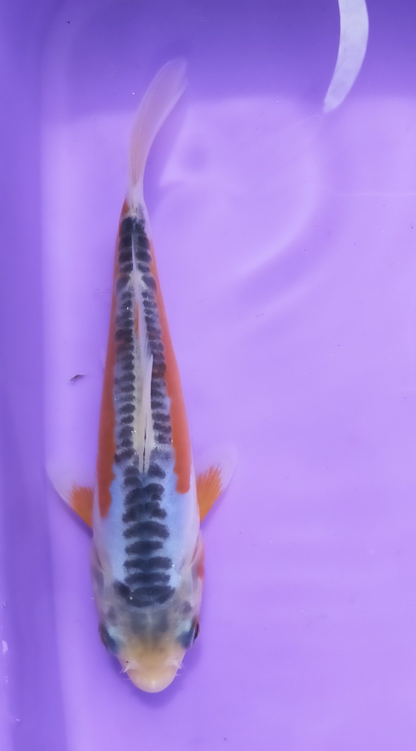Juara 4