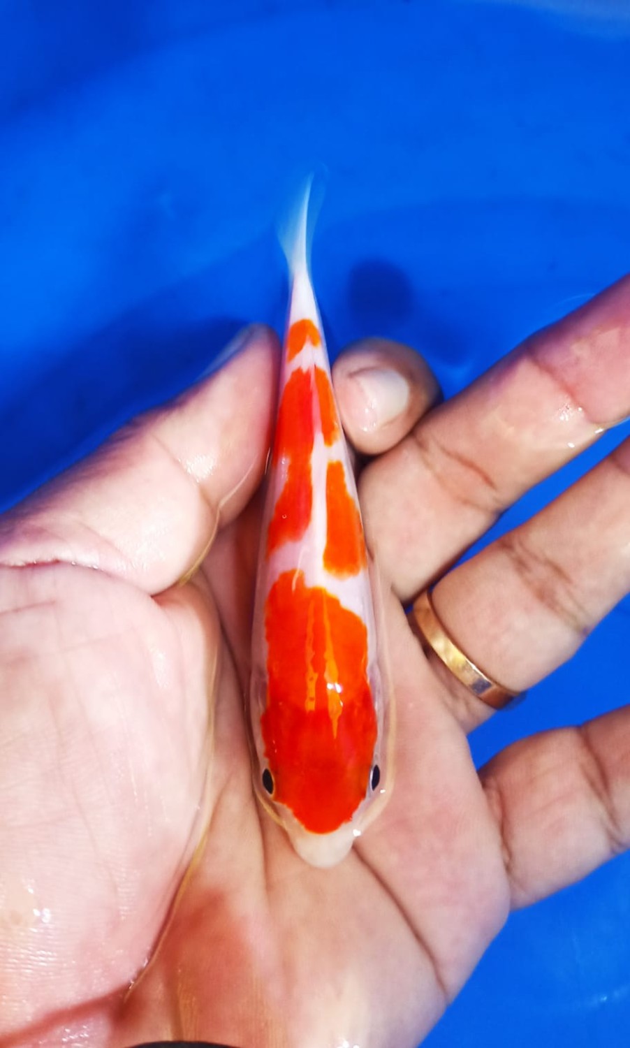 Juara 1