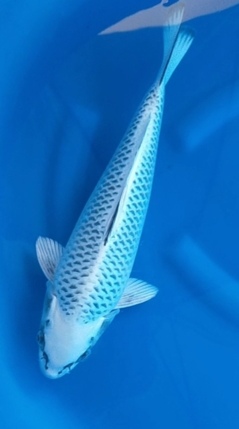 Juara 3