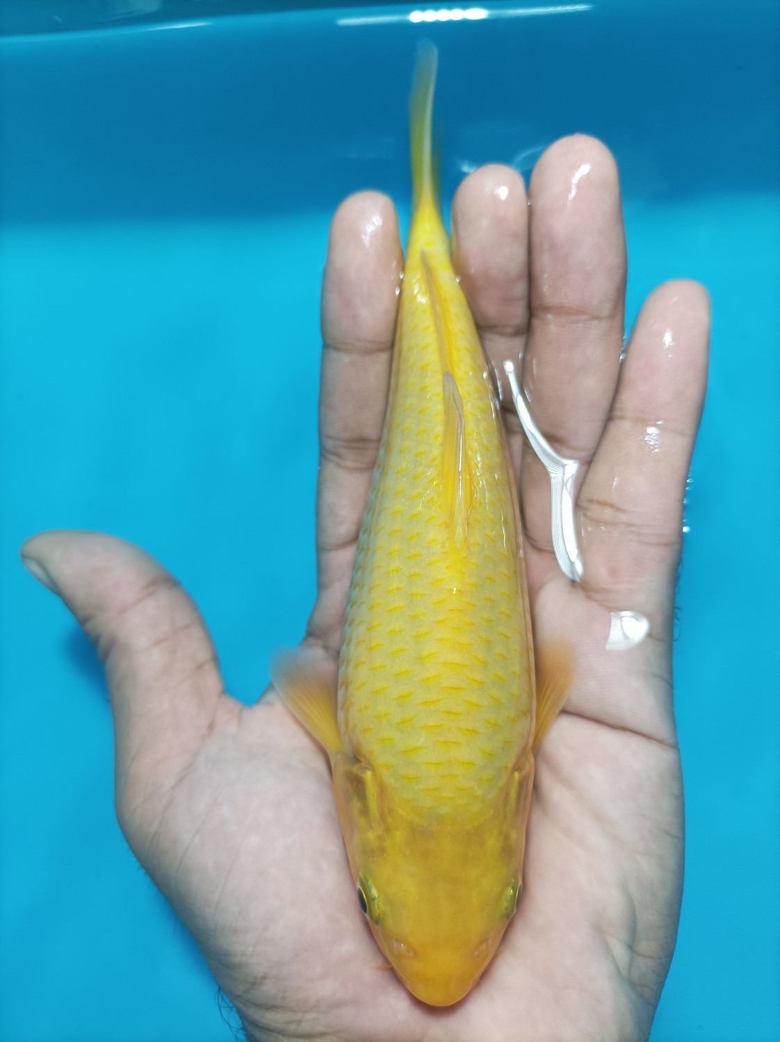 Juara 2