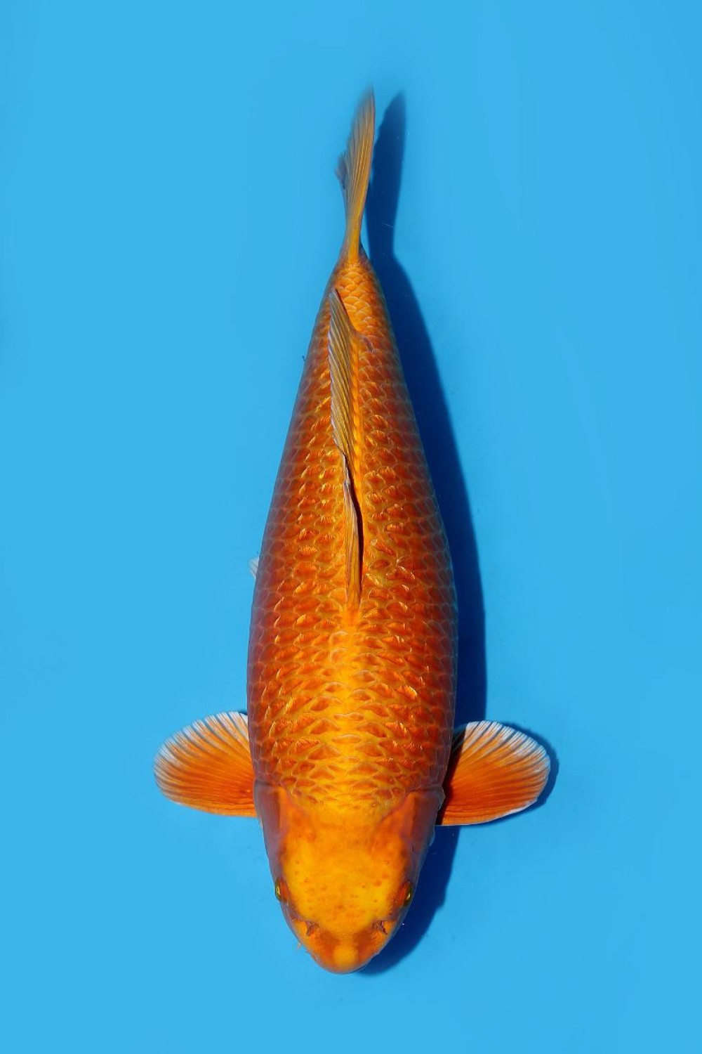 Juara 1