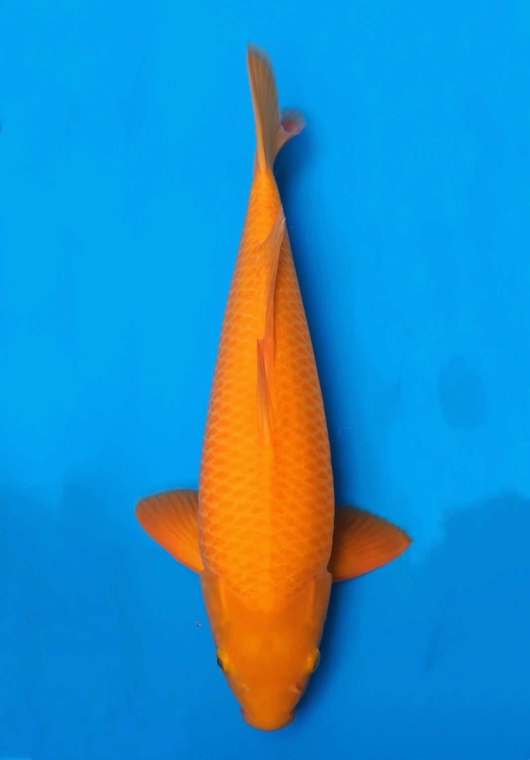 Juara 4