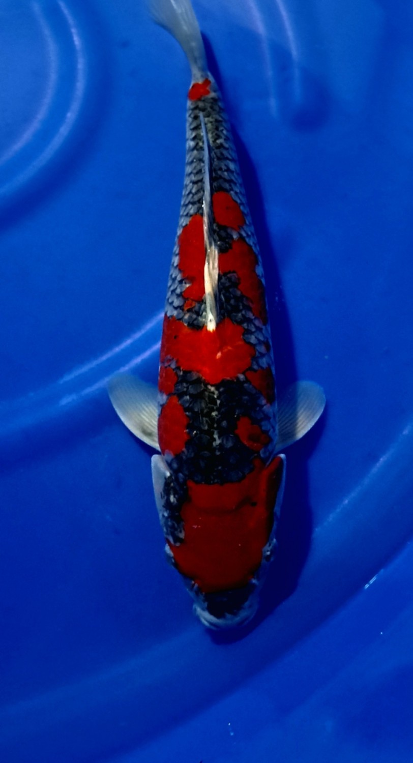 Juara 1