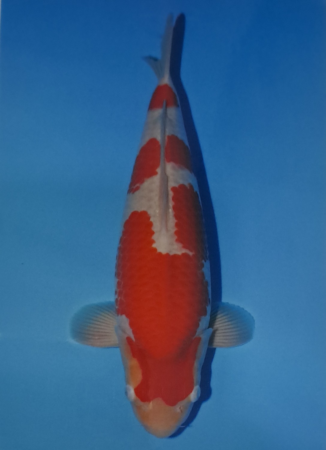 Juara 1