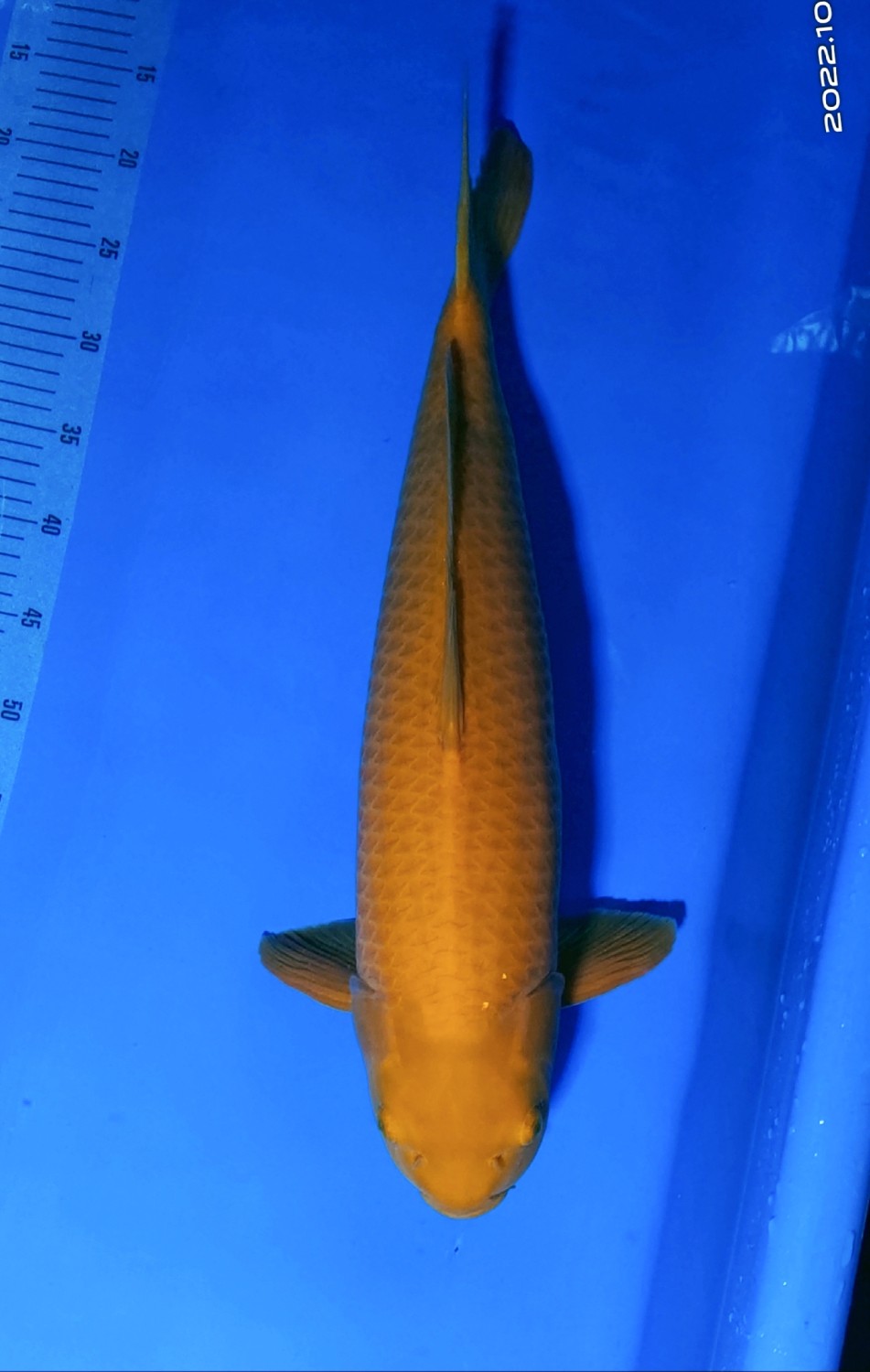 Juara 2