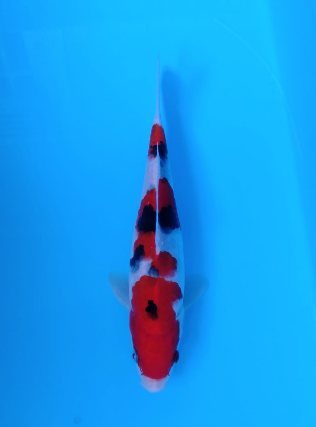 Juara 5