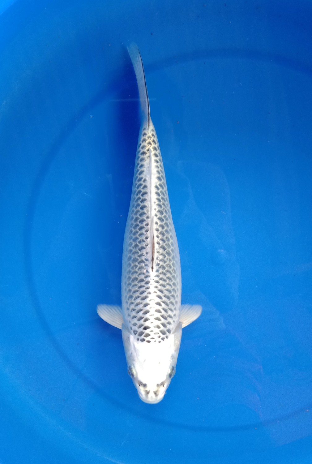 Juara 3
