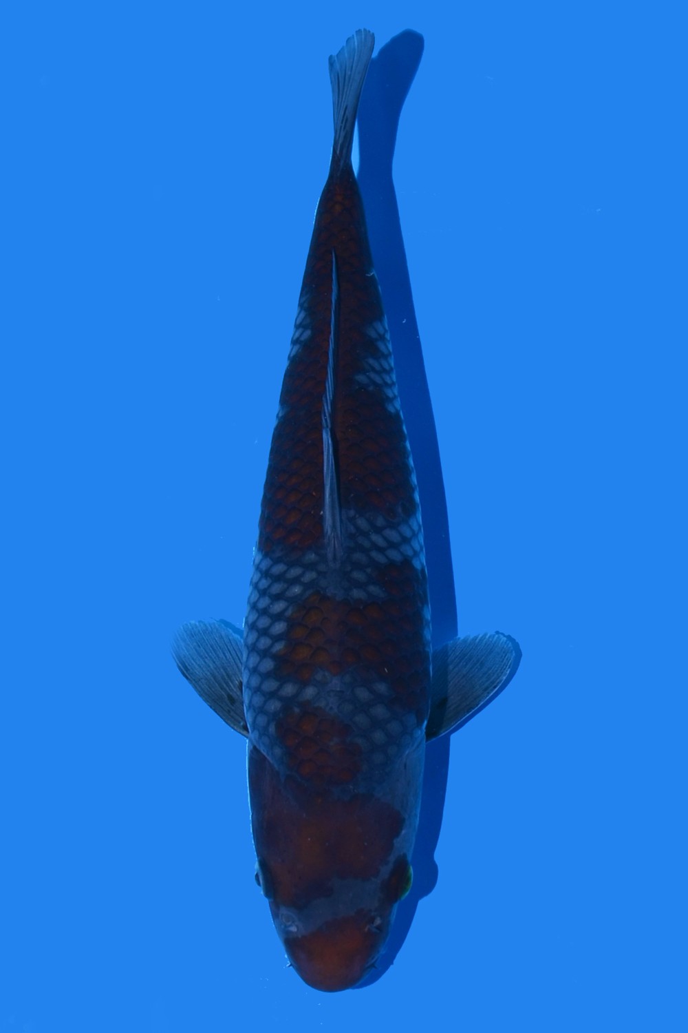 Juara 2