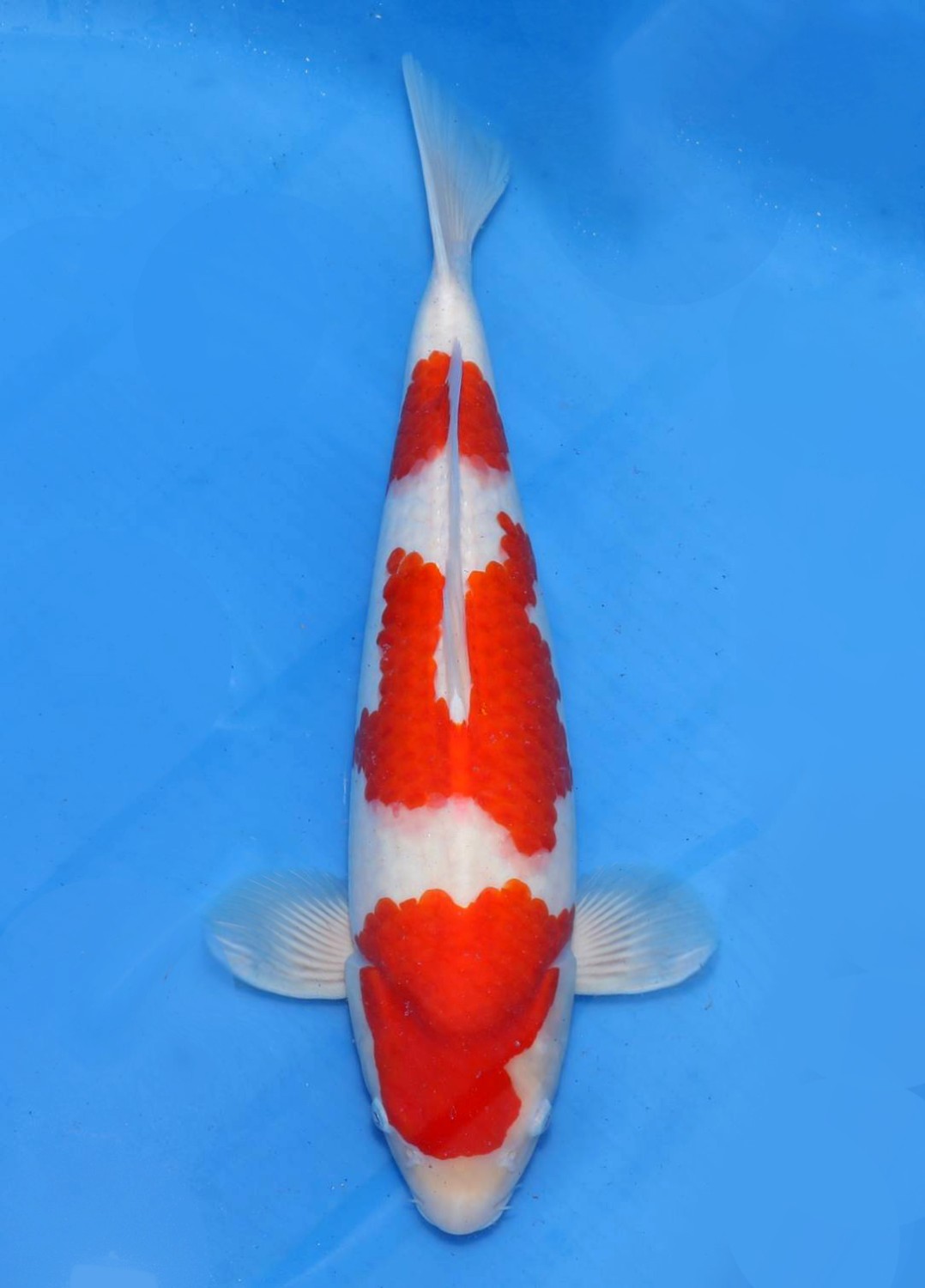 Juara 1