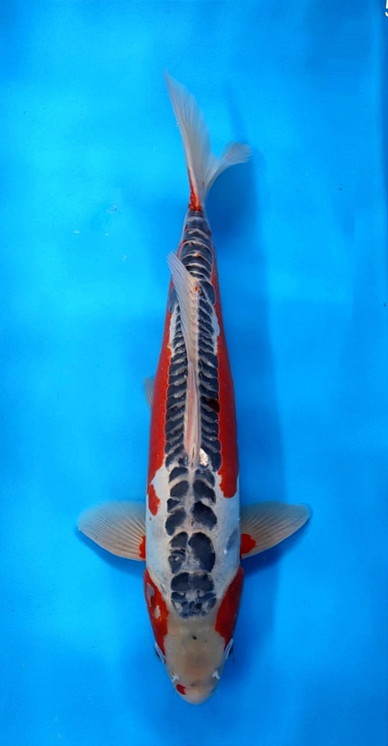 Juara 2