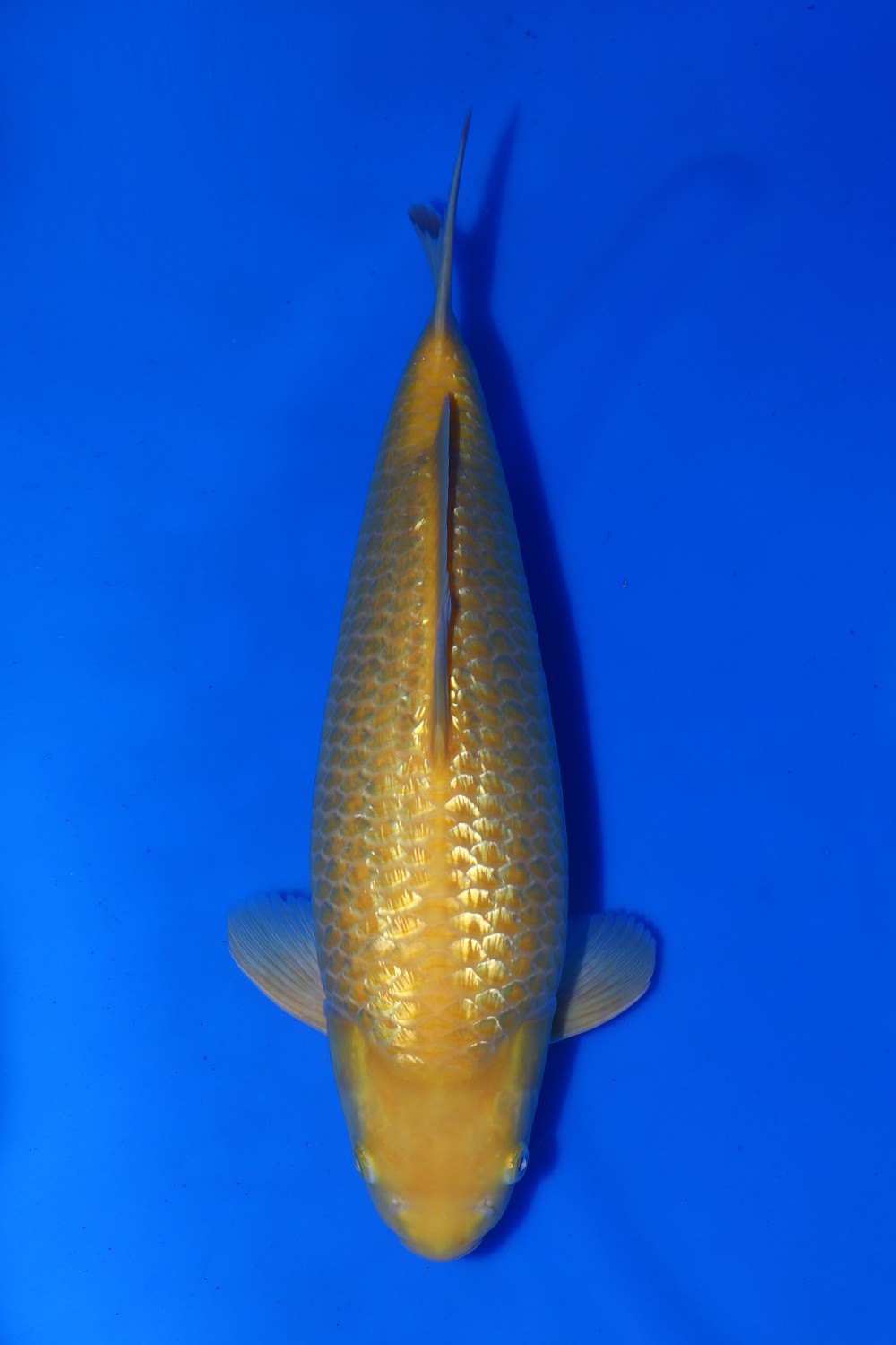 Juara 5