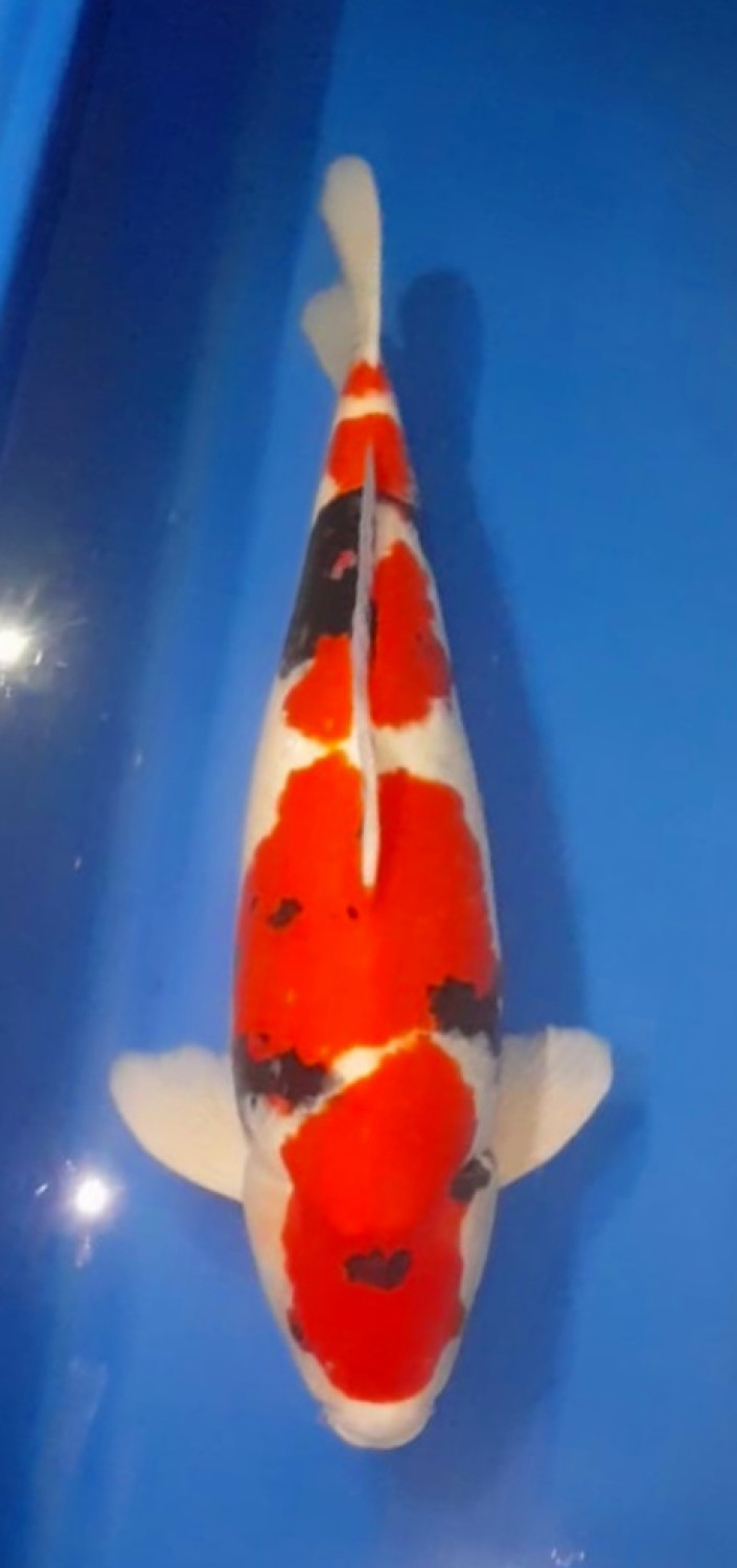 Juara 3