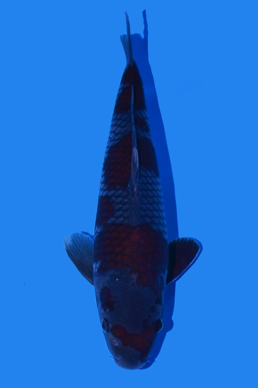 Juara 1