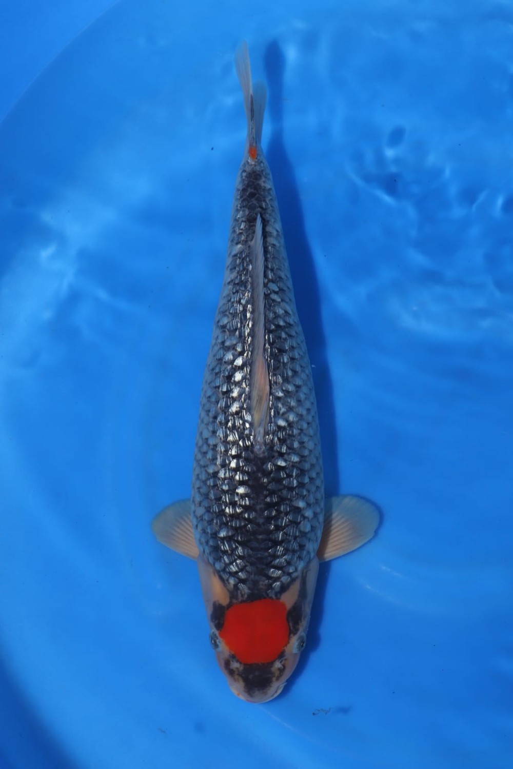 Juara 2