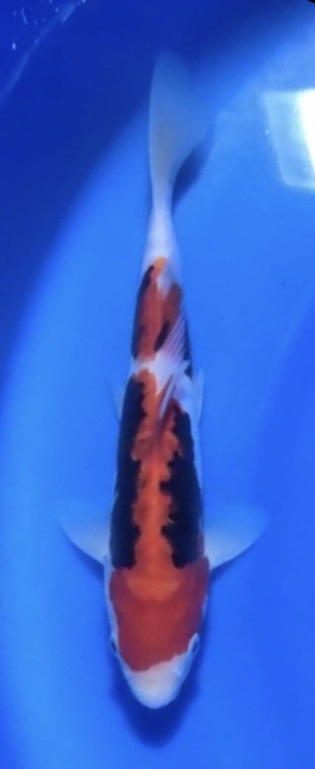 Juara 2