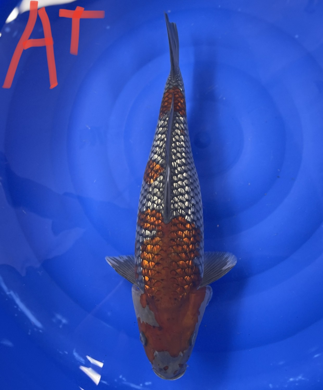 Juara 1