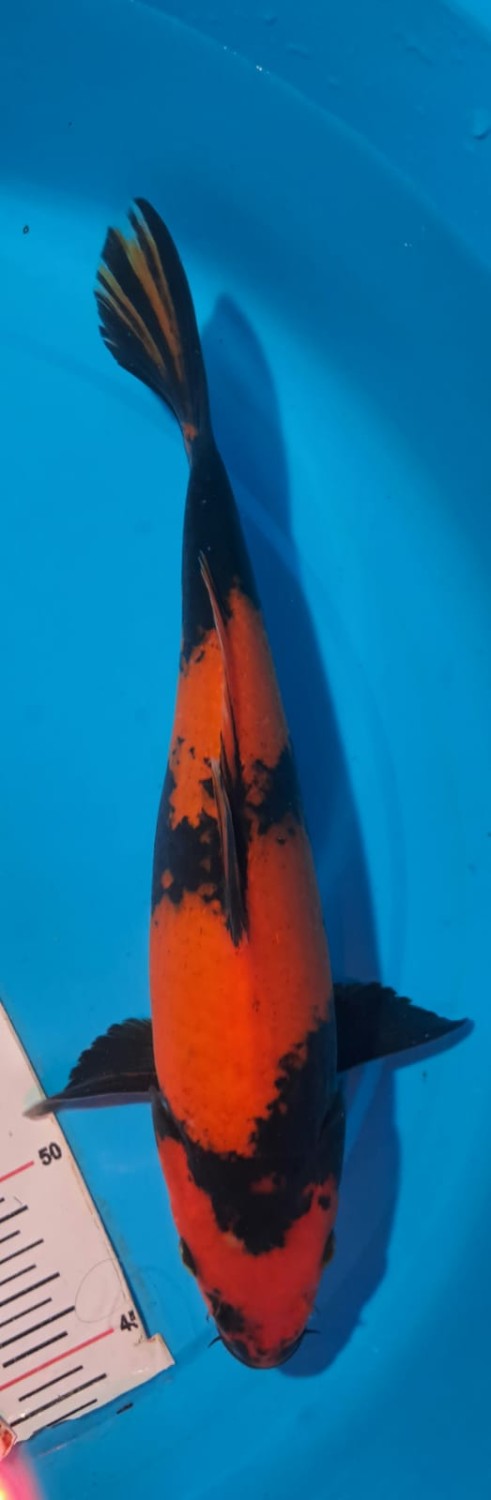 Juara 3